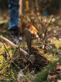 Eine Person benutzt eine Gartenhacke um die Erde aufzulockern