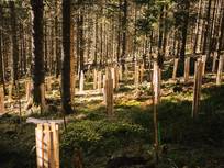 Viele neu-bepflanzte Bäume im Wald